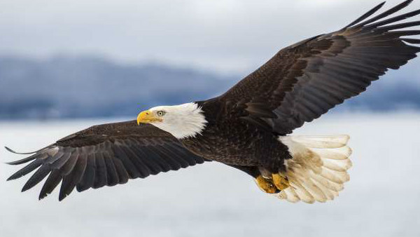 70 हजार के करीब थी कीमत