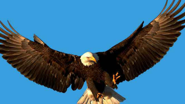 शिकार में माहिर होता है ईगल