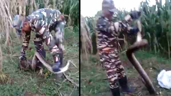 कड़ी मशक्कत के बाद दोनों अजगरों का किया रेस्क्यू