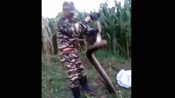 किंग कोबरा ने निगल लिया था अजगर