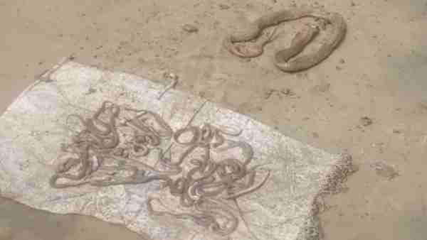 कानूनन अपराध है सांपों को मारना कानूनन अपराध है सांपों को मारना