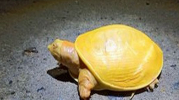 क्यों हुआ रंग पीला क्यों हुआ रंग पीला