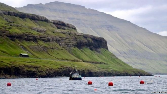 क्या ये समुद्री घास भविष्य का खाना और ईंधन है?