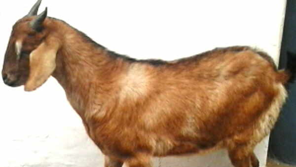 एंबुलेंस के जाने के बाद उदास दिखा बकरा