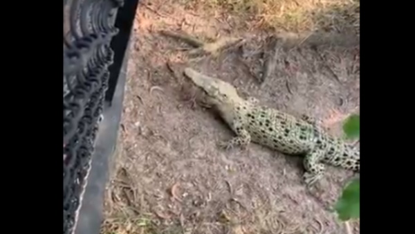 इंसानों को भी लगता है केकड़े से डर