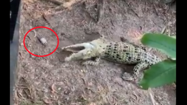 केकड़े को खाना मगरमच्छ को पड़ा भारी