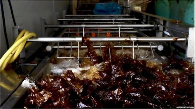 क्या ये समुद्री घास भविष्य का खाना और ईंधन है?