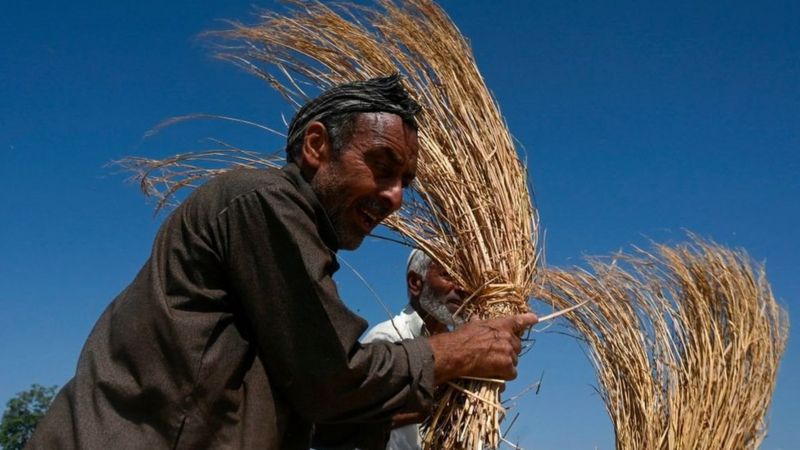 कृषि बिल का विरोध सिर्फ़ पंजाब-हरियाणा में ही क्यों, बिहार-यूपी में क्यों नहीं कृषि बिल का विरोध सिर्फ़ पंजाब-हरियाणा में ही क्यों, बिहार-यूपी में क्यों नहीं