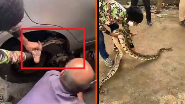 हाईवे पार कर रहा था अजगर