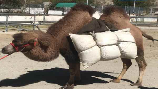 दोहरे कूबड़ वाले ऊंटों की विशेषता
