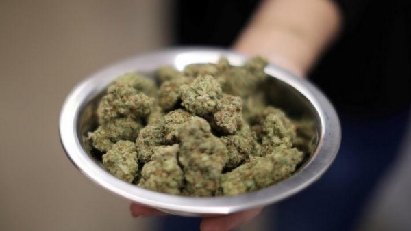 भांग से तैयार की गई कोरोना की दवा