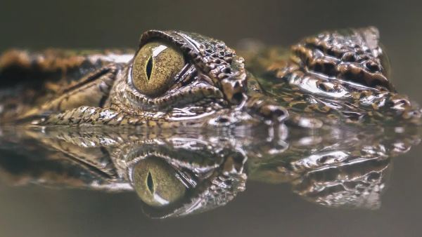 गांव में दहशत का माहौल