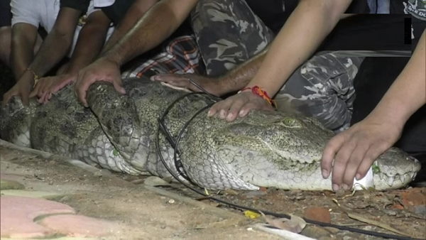 यहीं मिलते हैं 10 फीट तक लंबे मगरमच्छ 