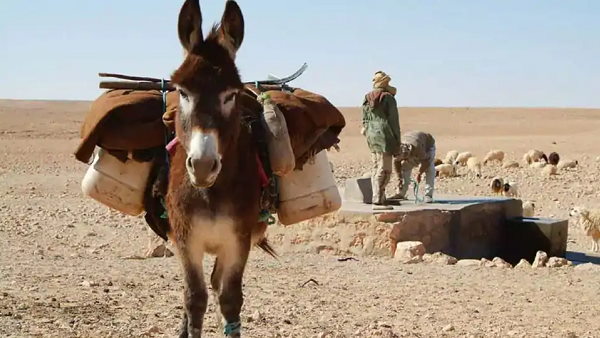 सौराष्‍ट्र में पिछले 200 साल से हैं