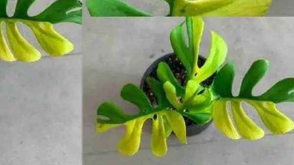 पौधों के लिए बनाए जा रहे नियम