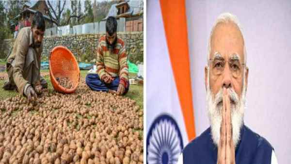 अखरोट बेचने में सरकार की मदद चाहिए-किसान