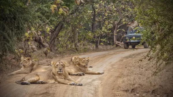 एक वक्त पिछड़ रहा था शेर एक वक्त पिछड़ रहा था शेर
