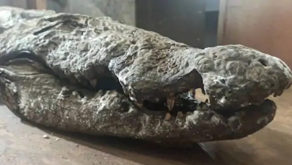 मगरमच्छों की बॉडी तक पहुंचा पानी