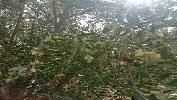 जयपुर से लाए जैतून के पौधे जयपुर से लाए जैतून के पौधे