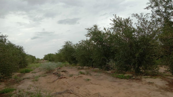 चारों तरफ जंगल से घिरी थी जमीन चारों तरफ जंगल से घिरी थी जमीन