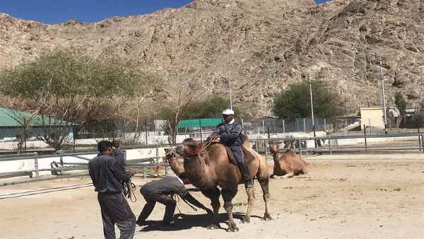 दो कूबड़ वाले ऊंटों पर डीआरडीओ ने किया है रिसर्च