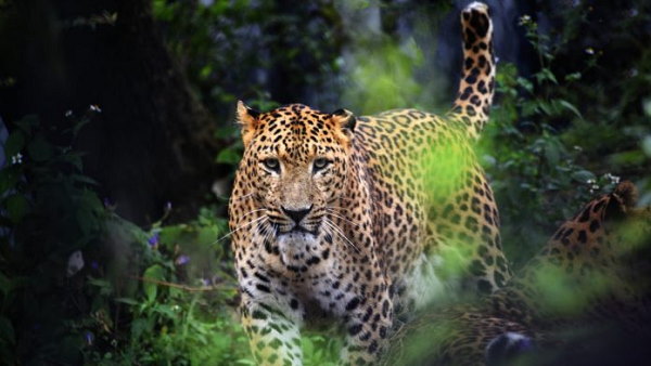 Leopard Attack on sisters and brother, a Child Killed In Farm
