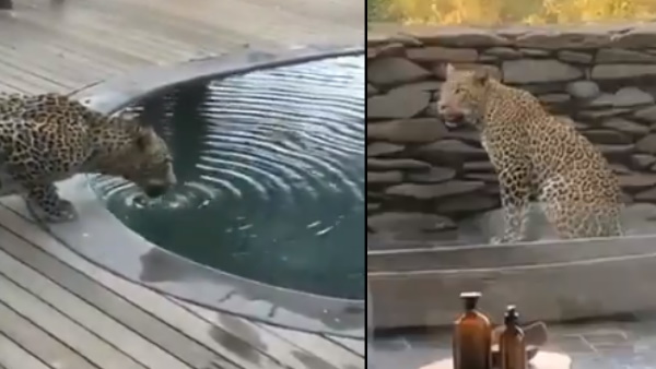 रिसॉर्ट में तेंदुआ देख घबराए लोग रिसॉर्ट में तेंदुआ देख घबराए लोग