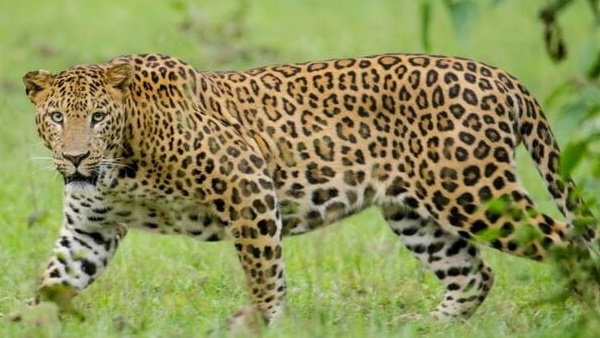 पानी की तलाश में आया था तेंदुआ पानी की तलाश में आया था तेंदुआ