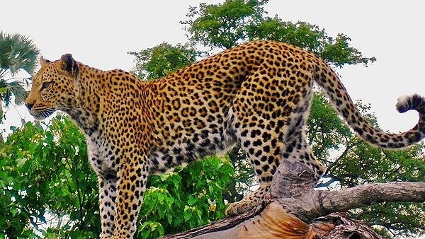 तेंदुए ने किसी को नहीं पहुंचाई चोट तेंदुए ने किसी को नहीं पहुंचाई चोट