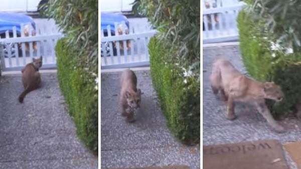 दरवाजे पर खड़ा दिखा शेर दरवाजे पर खड़ा दिखा शेर