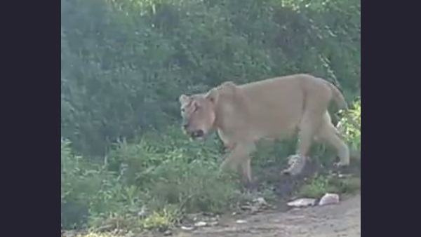 Lioness hunting a cow in Rampara village of Gir somnath