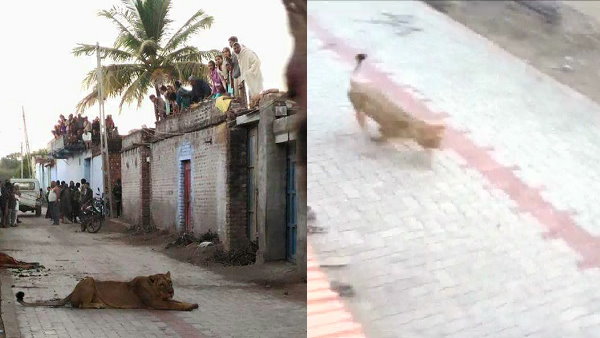 Lioness hunting a cow in Rampara village of Gir somnath