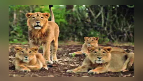 Gujarat government will develop Ambardi Safari Park as asiatic lions site (Babbar sher).