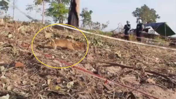 विरोधी गुटों द्वारा बिछाई जाती है लैंडमाइंस