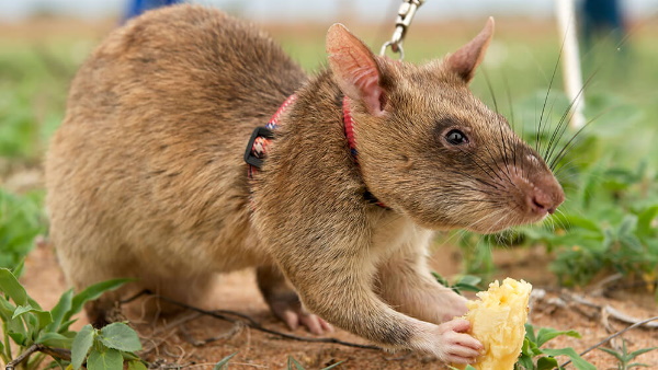 नर चूहे के साथ क्या किया?