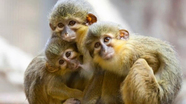 आराम करने के लिए रुके थे शोधकर्ता