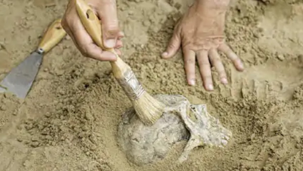 जीवित और विलुप्त हो चुके वानरों से की गई तुलना