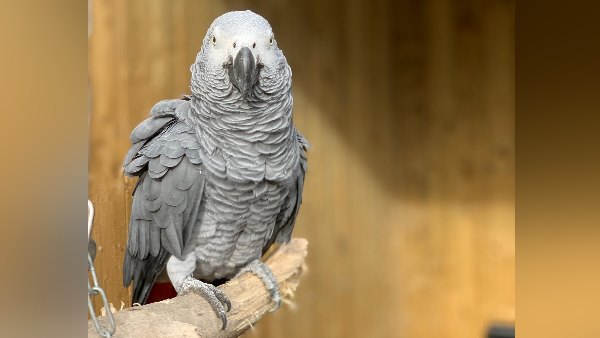 अधिकारियों तक पहुंची तोतों की शिकायत