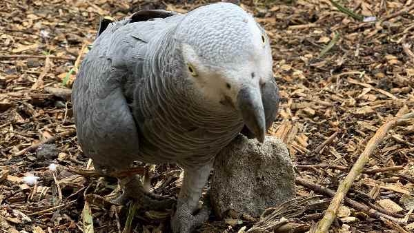 'एक पिंजरे में केवल गाली देने वाले पक्षी साथ रहे'