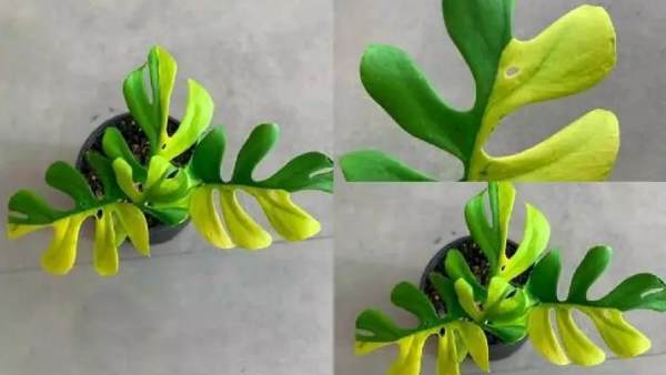 लगातार बढ़ रही इंडोर पौधों की बिक्री