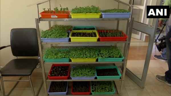 सुपरफूड की थोड़ी मात्रा में भरपूर क्षमता