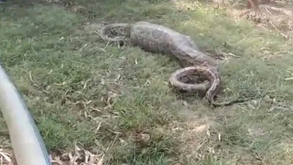 अजगर ने तोड़ा दम