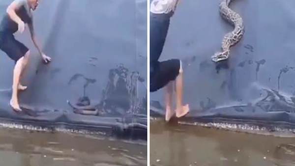 सांप से बचने की पूरी कोशिश करता है शख्स