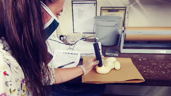 एक साथ दिए सात अंडे