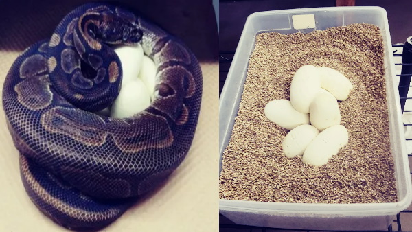 सांपों में होती है ये खासियत