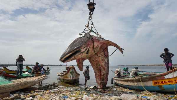 1 टन स्क्वैलिन के लिए 3,000 शार्क चाहिए 1 टन स्क्वैलिन के लिए 3,000 शार्क चाहिए