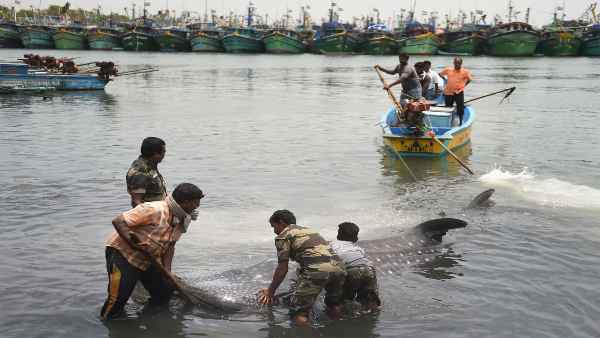 स्क्वैलिन के लिए हर साल 30 लाख शार्क मारे जाते हैं स्क्वैलिन के लिए हर साल 30 लाख शार्क मारे जाते हैं
