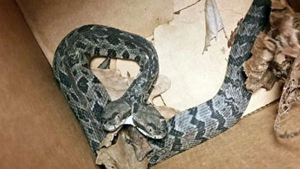 कुछ समय पहले भी पाया गया था दो सिर वाला सांप