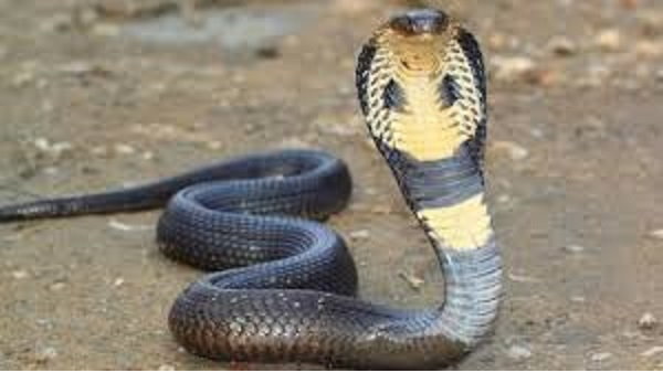 4 ft long Cobra rescued from banks strong room in Bhubaneswar 4 ft long Cobra rescued from banks strong room in Bhubaneswar