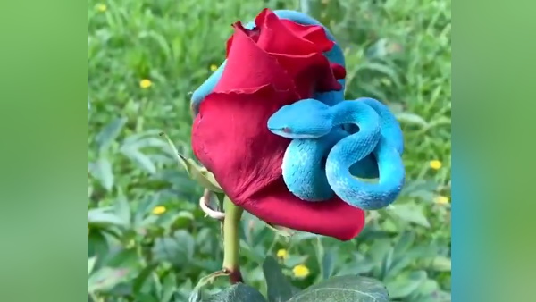 लोगों को खूब पसंद आ रहा नीला सांप